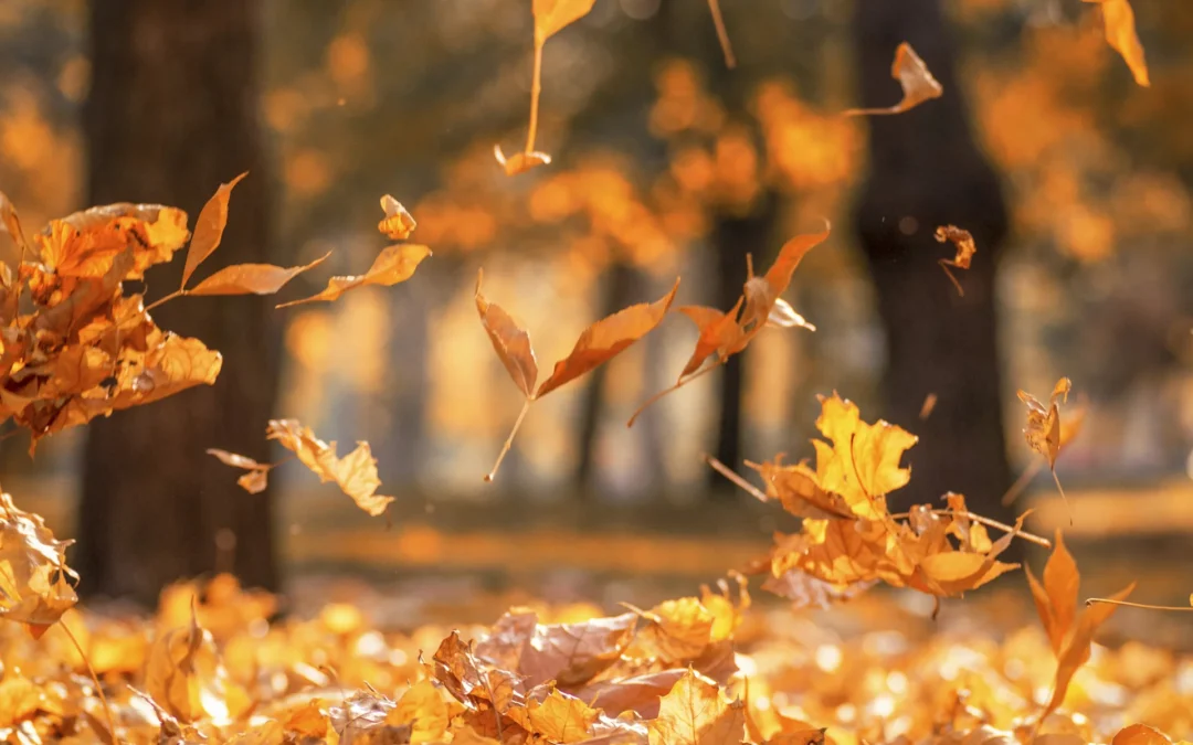 Nueve poemas que ponen el alma otoñal